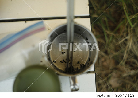 キャンプ場の恐怖 あり 蟻 アリ 大群 キャンプ場の恐怖 あり 蟻 アリ 大群 80547118