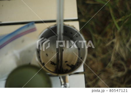 キャンプ場の恐怖 あり 蟻 アリ 大群 キャンプ場の恐怖 あり 蟻 アリ 大群 80547121