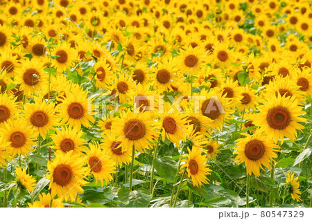 真夏に咲き誇るひまわりの花 真夏に咲き誇るひまわりの花 80547329