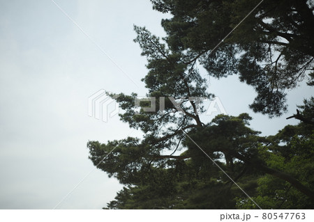 キャンプ場からの散歩道　空　今空　イマソラ　林の中の小道　林　苔　芝生　木々　木陰　木と木の陰 80547763