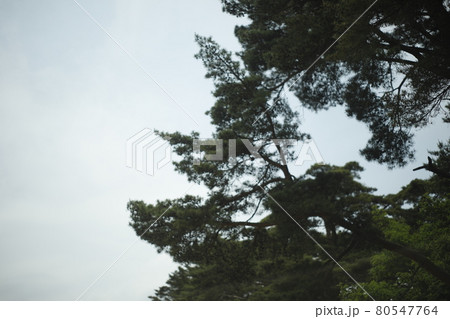 キャンプ場からの散歩道　空　今空　イマソラ　林の中の小道　林　苔　芝生　木々　木陰　木と木の陰 80547764
