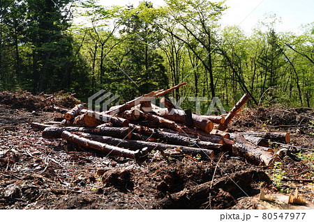 森林伐採 森林伐採 80547977