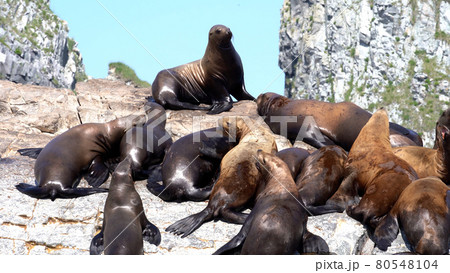 Steller sea lion sitting on a rock island in the Pacific Ocean on kamchatka peninsula Steller sea lion sitting on a rock island in the Pacific Ocean on kamchatka peninsula 80548104