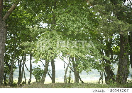 キャンプ場からの散歩道　青々とした木々　林　苔　芝生　木々　木陰　木と木の陰 80548207