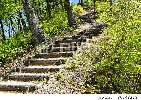 丸太の階段イメージ・森の中の道 80548228