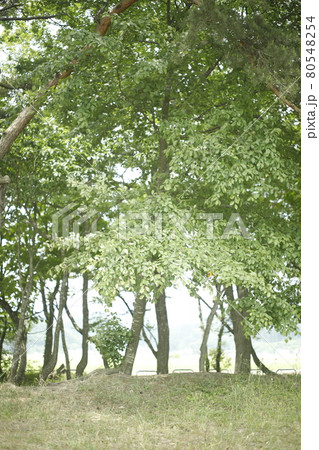 キャンプ場からの散歩道 青々とした木々 林の中の小道 林 苔 芝生 木々 木陰 木と木の陰 キャンプ場からの散歩道 青々とした木々 林の中の小道 林 苔 芝生 木々 木陰 木と木の陰 80548254