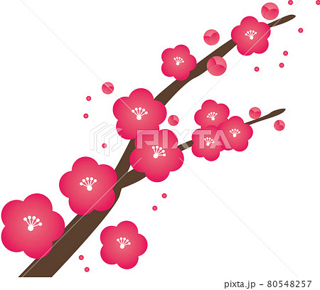 梅の花のイラスト素材 [80548257] - Pixta