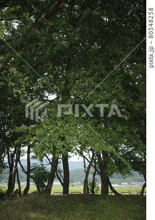 キャンプ場からの散歩道　青々とした木々　林の中の小道　林　苔　芝生　木々　木陰　木と木の陰 80548258