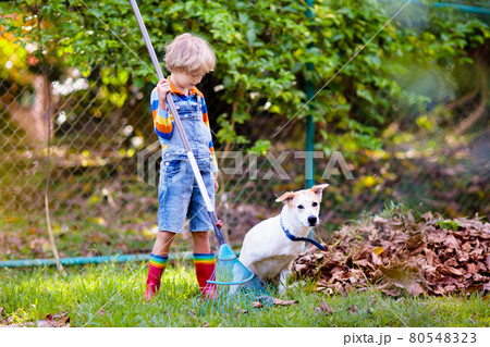 Child and rake in autumn garden. Kid raking leaves Child and rake in autumn garden. Kid raking leaves 80548323