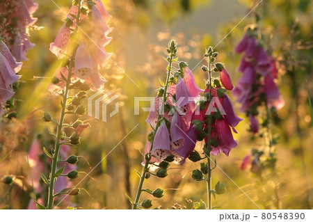 Purple foxglove in the Sudetes Mountains at sunrise Purple foxglove in the Sudetes Mountains at sunrise 80548390