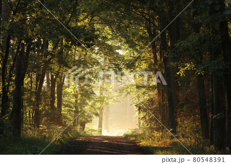 Oaks backlit by the rising sun in a misty forest Oaks backlit by the rising sun in a misty forest 80548391