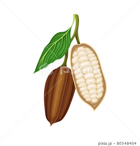 Pod of Theobroma Cacao on Branch as Aromatic Chocolate Ingredient Vector Illustration Pod of Theobroma Cacao on Branch as Aromatic Chocolate Ingredient Vector Illustration 80548404