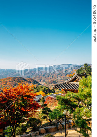 Autumn of Buseoksa Temple in Yeongju, Korea Autumn of Buseoksa Temple in Yeongju, Korea 80548645