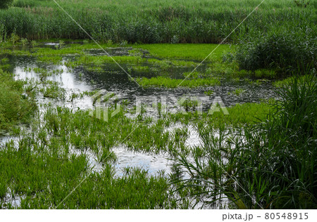 Wetland landscape in the forest in Belarus 80548915