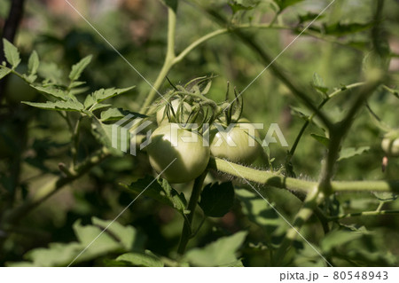 Closeup group of green tomatoes growing in greenhouse. Agriculture concept. Eco product Closeup group of green tomatoes growing in greenhouse. Agriculture concept. Eco product 80548943