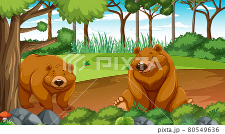 Grizzly bear or brown bear in forest or rainforest scene with many trees Grizzly bear or brown bear in forest or rainforest scene with many trees 80549636