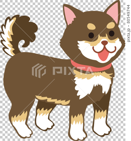 Black Shiba Inu _ Standing 80549744