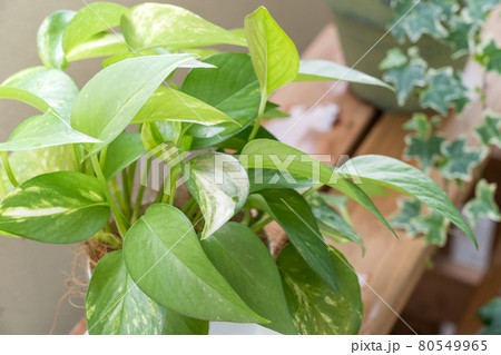ベランダガーデニング 植物 ポトスの写真素材