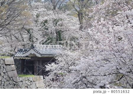 桜と二之丸大手二之門(名古屋城 愛知県 名古屋市) 桜と二之丸大手二之門(名古屋城 愛知県 名古屋市) 80551632
