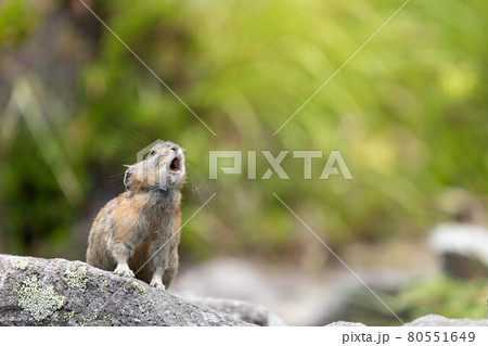 鋭い声で鳴く大雪山のナキウサギ 80551649
