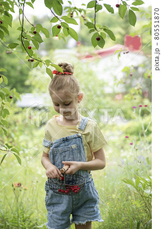 Little girl is picking cherries in the garden. Little girl is picking cherries in the garden. 80551870