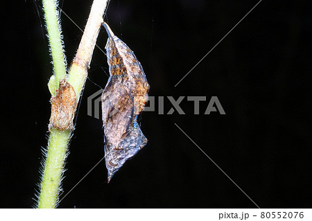 ルリタテハの蛹 80552076