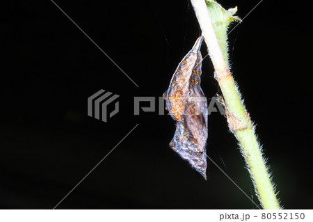 ルリタテハの蛹 ルリタテハの蛹 80552150