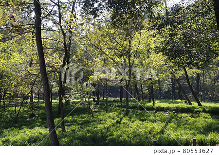 巾着田：ヒガンバナの緑の葉 80553627