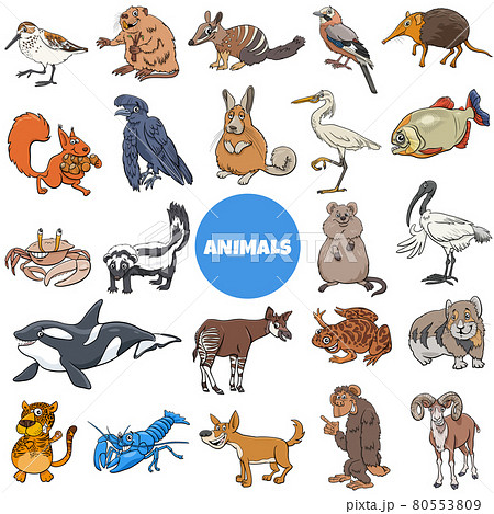 cartoon wild animal species characters big set - Stock Illustration  [80553809] - PIXTA