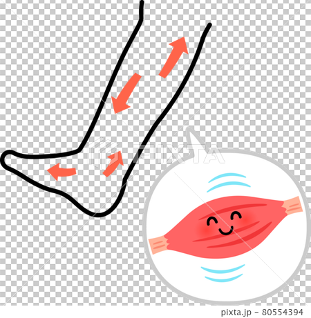 ふくらはぎの筋肉と血行促進のイメージ 80554394