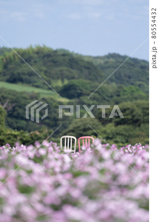 お花畑に並ぶ二脚の椅子 80554432