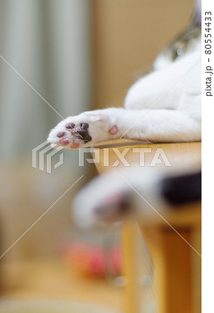可愛い肉球 キジトラ猫 可愛い肉球 キジトラ猫 80554433