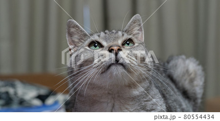 見つめる猫 サバトラ猫 見つめる猫 サバトラ猫 80554434