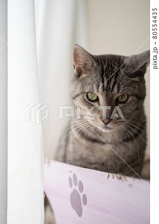 見つめる猫 サバトラ猫 見つめる猫 サバトラ猫 80554435