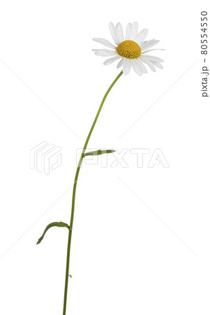 Summer flower on white background 80554550