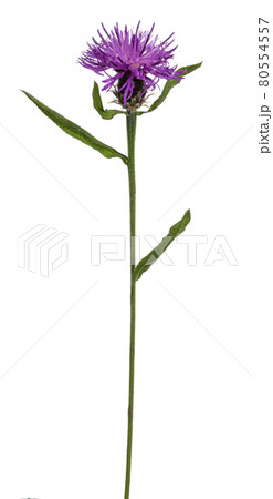 Summer flower on white background 80554557