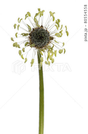 Summer flower on white background Summer flower on white background 80554558