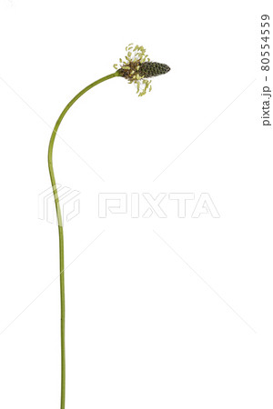 Summer flower on white background 80554559