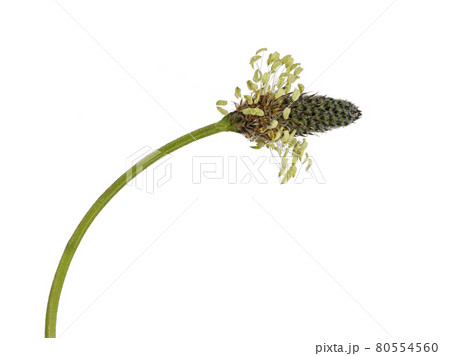 Summer flower on white background 80554560