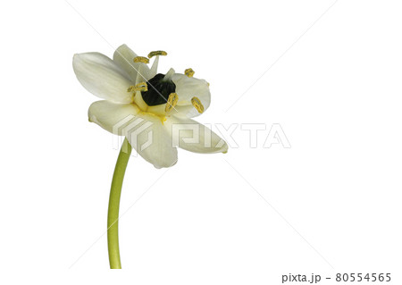 Summer flower on white background Summer flower on white background 80554565