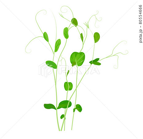 Pea sprouts vector stock illustration. Micro-green. Legume plants. Sprouted shoots with green leaves. Close-up.Isolated on a white background. 80554666