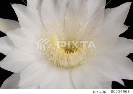 Echinopsis subdenudata cactus flower (Easter lily cactus) Echinopsis subdenudata cactus flower (Easter lily cactus) 80554968