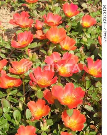 夏にカラフルな花を咲かせる「ポーチュラカ」 夏にカラフルな花を咲かせる「ポーチュラカ」 80555104