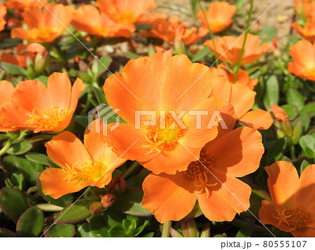 夏にカラフルな花を咲かせる「ポーチュラカ」 80555107
