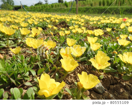夏にカラフルな花を咲かせる「ポーチュラカ」 夏にカラフルな花を咲かせる「ポーチュラカ」 80555109