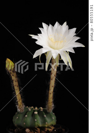 Echinopsis subdenudata cactus flower (Easter lily cactus) Echinopsis subdenudata cactus flower (Easter lily cactus) 80555191