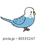 青いセキセイインコ　横 80555247