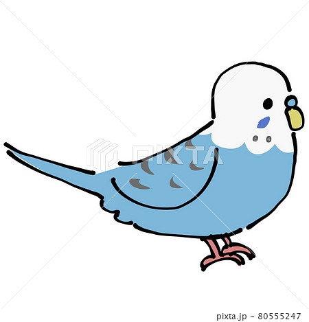 青いセキセイインコ　横 80555247