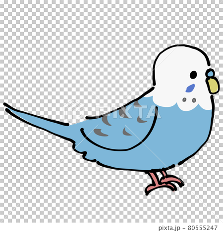 青いセキセイインコ　横 80555247