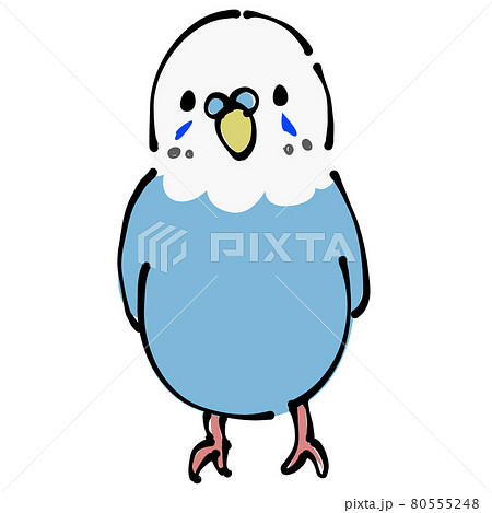 青いセキセイインコ 正面 青いセキセイインコ 正面 80555248